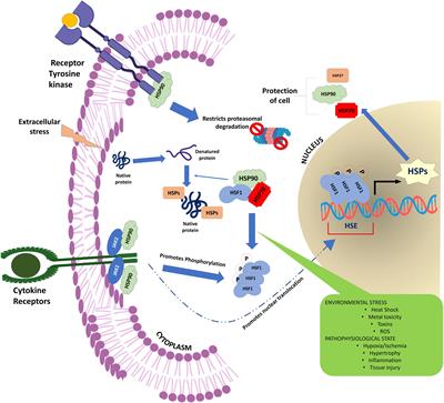 Heat Shock Proteins and Their Role in Pregnancy: Redefining the Function of “Old Rum in a New Bottle”